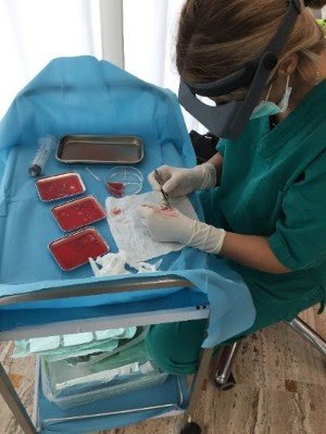 Hair Transplant Training - London Hair Transplant Training - London